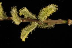 Salix udensis. Male catkins
 Image: D. Glenny © Landcare Research 2020 CC BY 4.0